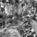 Tacana 12.webp