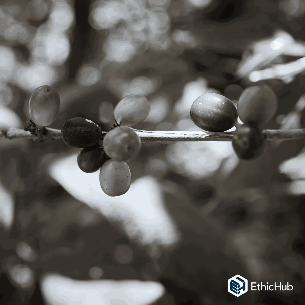 Juventino 5 (4).webp