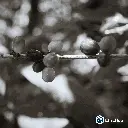 Juventino 5 (4).webp