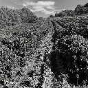 Fazenda Um - Mundo Novo 3.webp