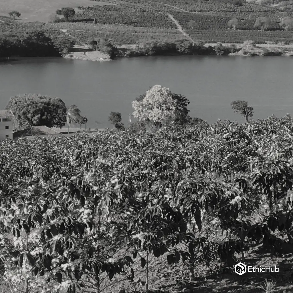 Fazenda Um - wush wush 2.webp