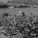 Fazenda Um - wush wush 2.webp