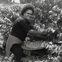 Fazenda Um - wush wush 4 (3).webp