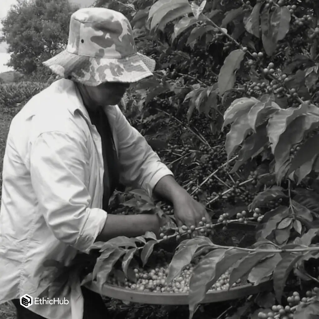 Fazenda Um - Wush wush (6).webp