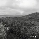 Fazenda Um - wush wush 4 (2).webp