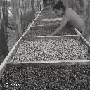 Fazenda Um - Wush wush (5).webp