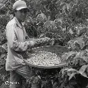 Fazenda Um - Wush wush (4).webp