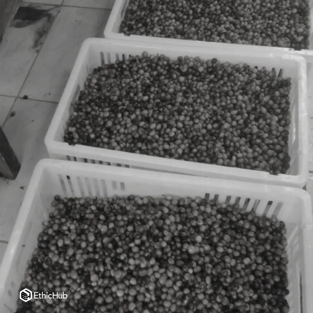 Fazenda Um - Wush wush (2).webp