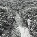 Fazenda Um - Wush wush (7).webp