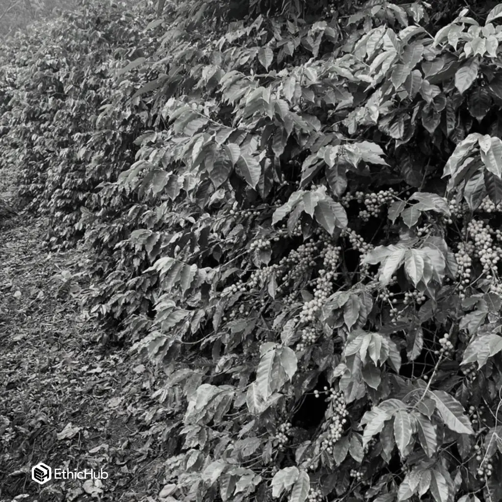 Fazenda Um - Wush wush (4).webp