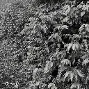 Fazenda Um - Wush wush (4).webp