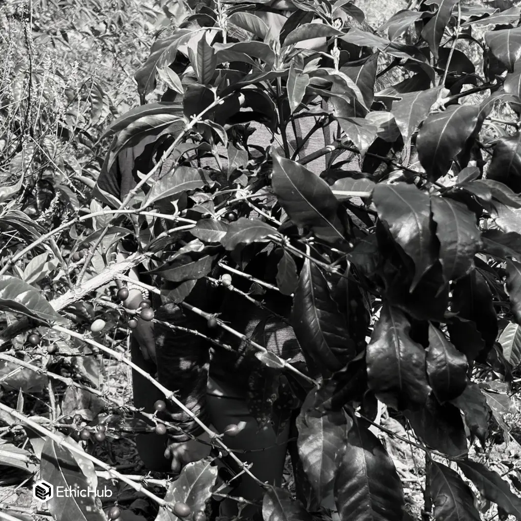 Cedros (4).webp