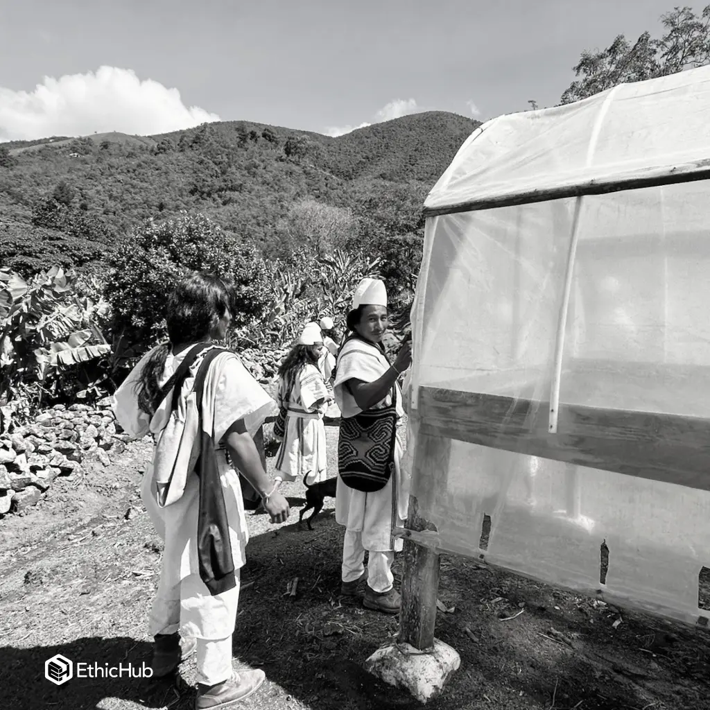 Cedros (2).webp