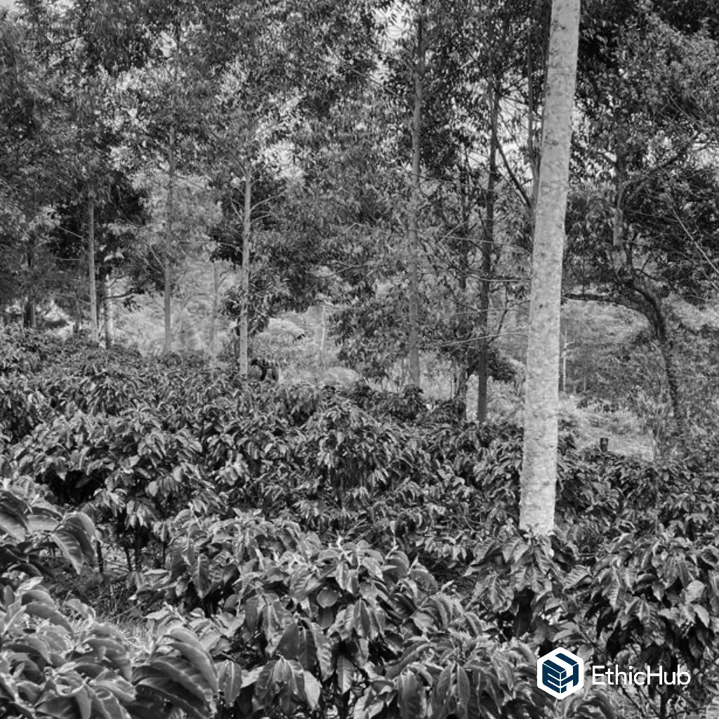 Café verde Cauca Asociativo (Proyecto de Paz) / Cauca (Colombia) – Blend Lavado – 84 SCA 