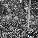 Café verde Cauca Asociativo (Proyecto de Paz) / Cauca (Colombia) – Blend Lavado – 84 SCA 