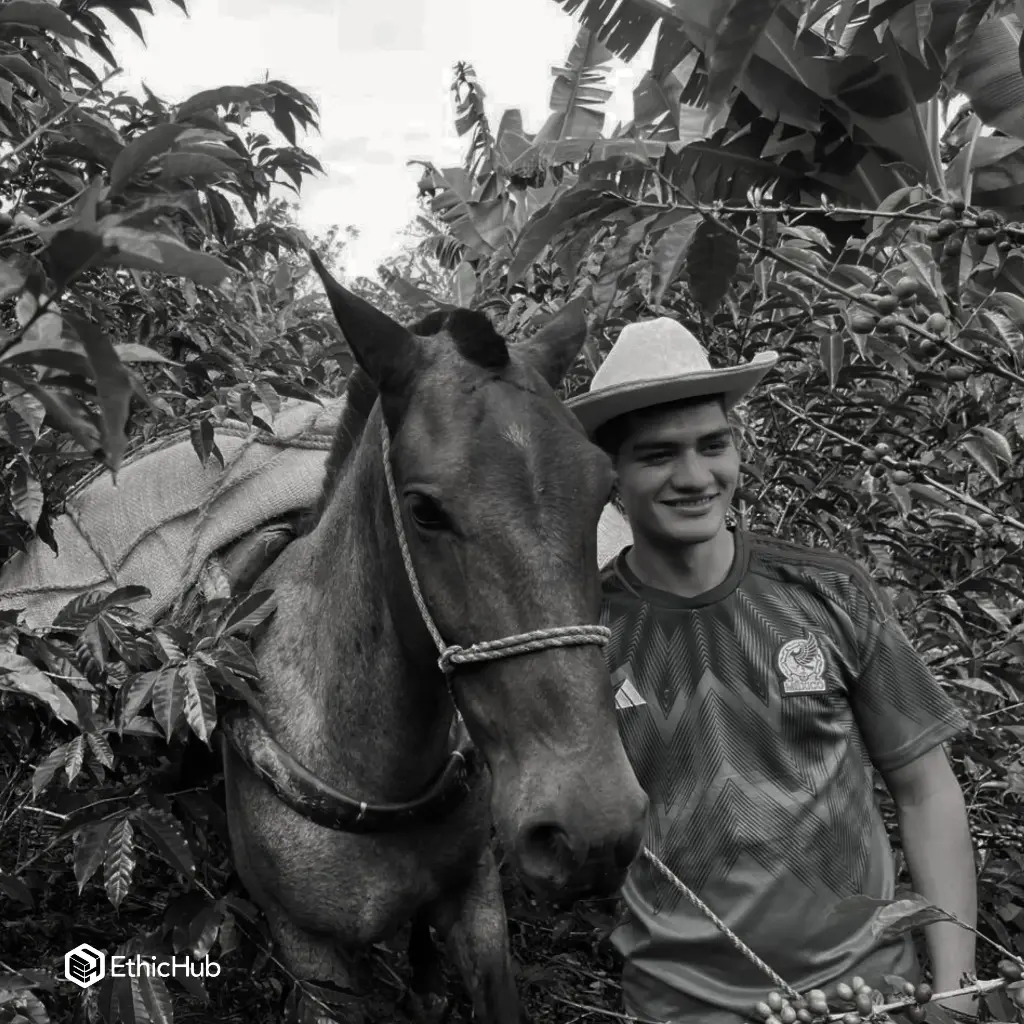 Café verde Duvan Alejandro Quisaboni / Huila (Colombia) – Gesha Honey – 87 SCA