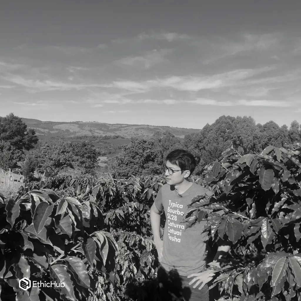 Café verde Fazenda Um / Minas Gerais (Brasil) – Mundo Novo Natural – 83 SCA
