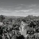 Café verde Fazenda Um / Minas Gerais (Brasil) – Mundo Novo Natural – 83 SCA