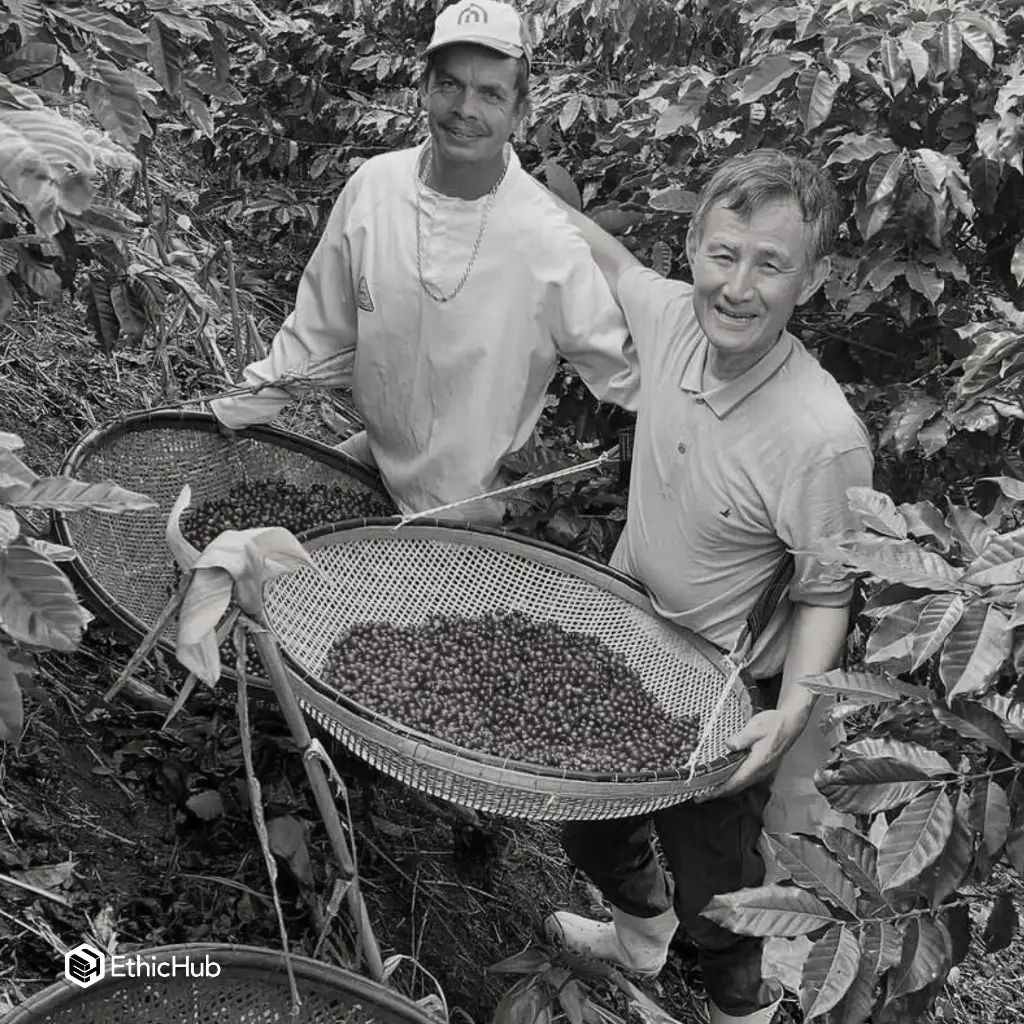 Fazenda Um / Minas Gerais (Brazil) Green Coffee – Pink Bourbon Dark Room Natural – 87 SCA