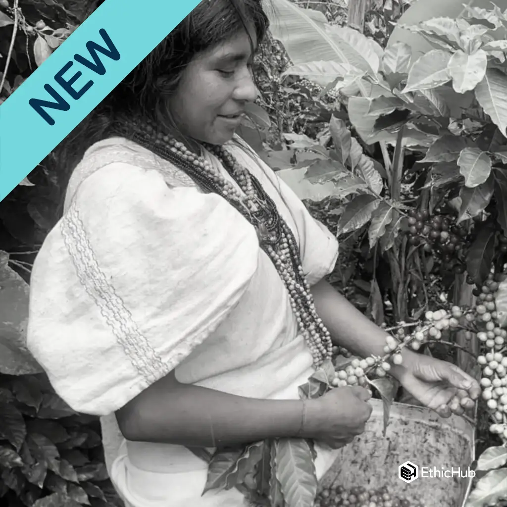 Café verde Comunidad Indígena Arhuaco / Sierra Nevada Santa Marta (Colombia) – Typica Lavado– 85 SCA
