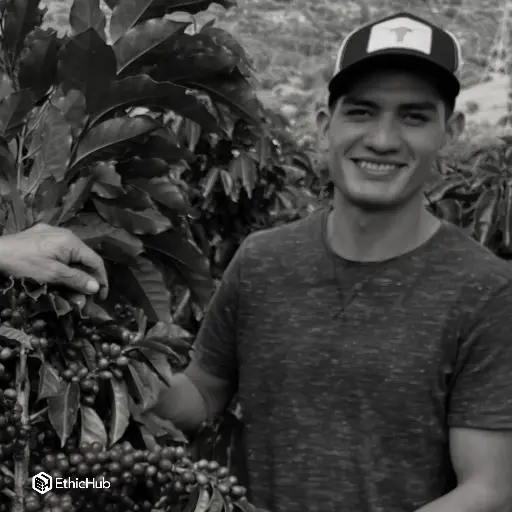 Café verde Duvan Alejandro Quisaboní / Huila (Colombia) – Gesha Lavado – 88 SCA 
