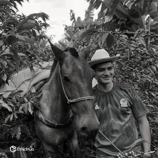 Café verde Duvan Alejandro Quisaboni / Huila (Colombia) – Gesha Honey – 87 SCA