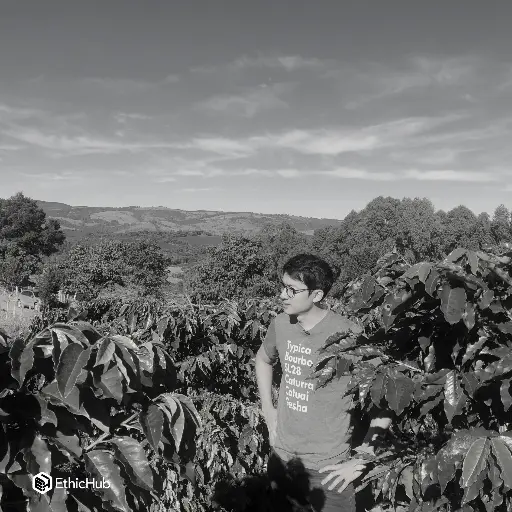 Café verde Fazenda Um / Minas Gerais (Brasil) – Mundo Novo Natural – 83 SCA