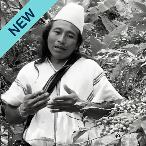Café verde Comunidad Indígena Arhuaco / Sierra Nevada Santa Marta (Colombia) – Castillo Natural – 87 SCA