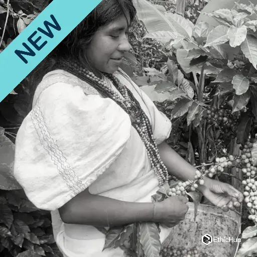 Café verde Comunidad Indígena Arhuaco / Sierra Nevada Santa Marta (Colombia) – Typica Lavado– 85 SCA