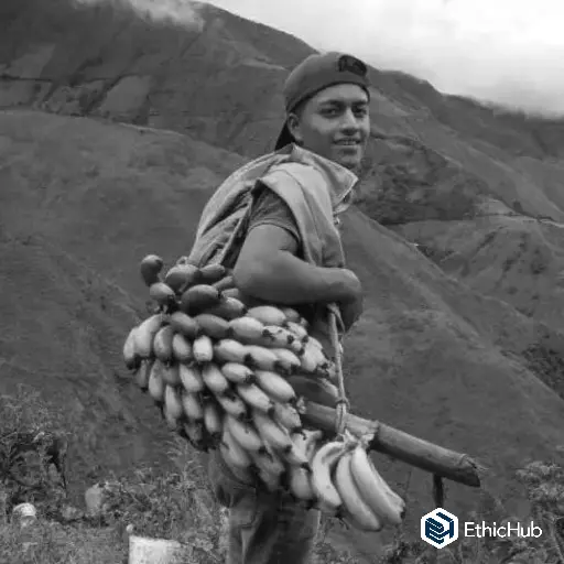 Emerson Chasoy / Nariño (Colombia) – Caturra Lavado – 85 SCA